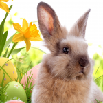 auguri buona pasqua 2019